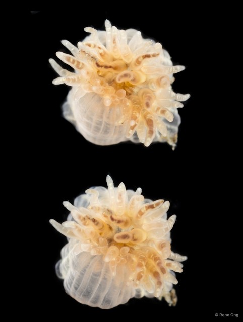 Actiniaria sp. "Sea anemone SEA-1330" • © Rene Ong • All Rights Reserved