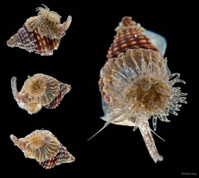 Actiniaria sp. "Sea anemone SEA-3702" • © Rene Ong • All Rights Reserved