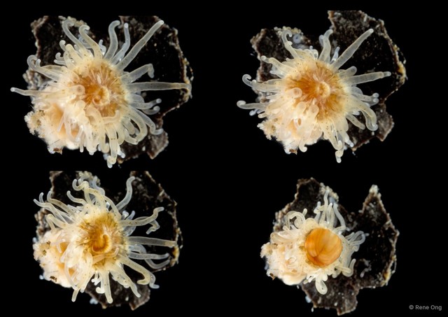 Actiniaria sp. "Sea anemone SEA-3784" • © Rene Ong • All Rights Reserved