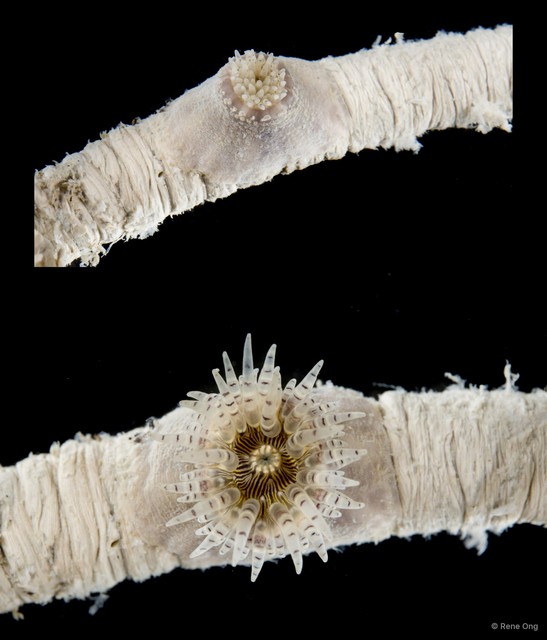 Actiniaria sp. "Sea anemone SEA-8763" • © Rene Ong • All Rights Reserved