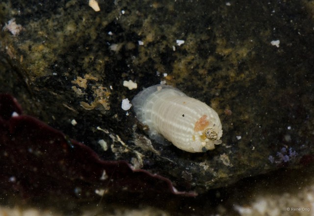 Actiniidae sp. "8a0f8a22" • © Rene Ong • All Rights Reserved