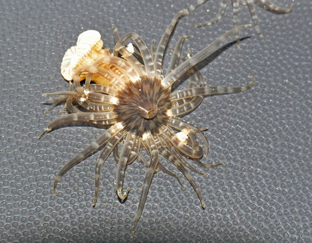 Actiniidae sp. "8a0f8a3a" • © Rene Ong • All Rights Reserved