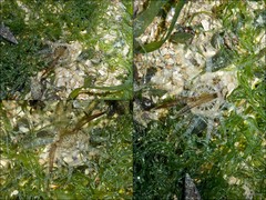 Actiniidae sp. "a7ee50e9"
