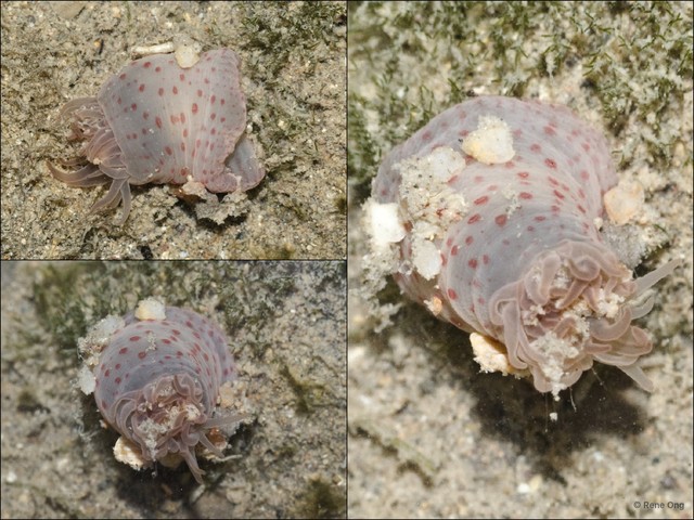 Actiniidae sp. "cf. Aulactinia 2" • © Rene Ong • All Rights Reserved