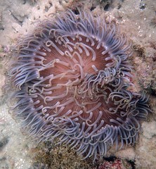 Condylactis doreensis • © REL • All Rights Reserved