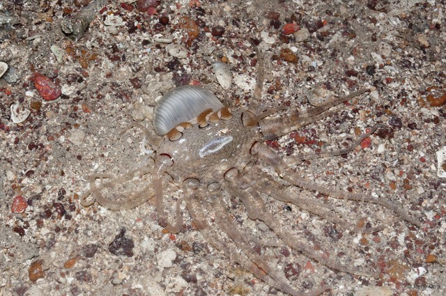 Dofleinia sp. "cf. armata"
