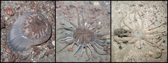Dofleinia sp. "e69c0be1"