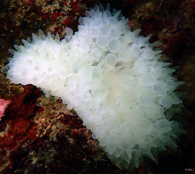 Entacmaea quadricolor