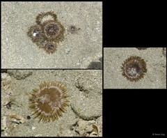 Isactinia sp. "cf. citrina" • © Rene Ong • All Rights Reserved