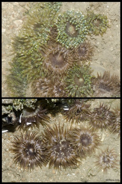 Isactinia sp. "cf. citrina"