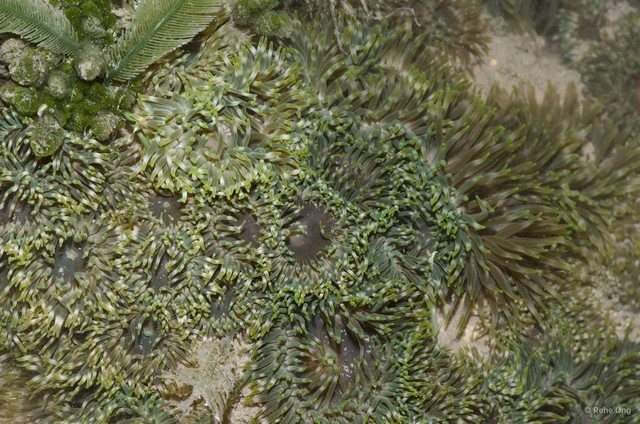Isactinia sp. "cf. citrina"