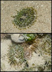 Isactinia sp. "cf. citrina" • © Rene Ong • All Rights Reserved