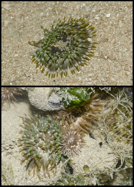 Isactinia sp. "cf. citrina"