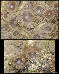 Isactinia sp. "cf. citrina" • © Rene Ong • All Rights Reserved