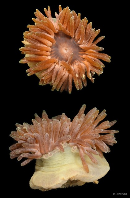 Isactinia sp. "JS-0931" • © Rene Ong • All Rights Reserved