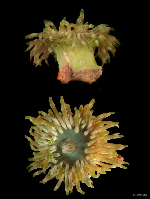 Isactinia sp. "JS-0932" • © Rene Ong • All Rights Reserved