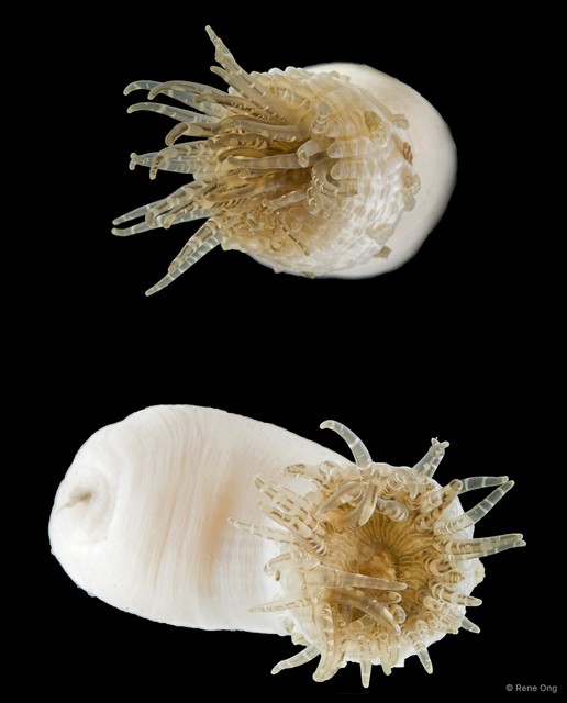 Paracondylactis hertwigi • © Rene Ong • All Rights Reserved