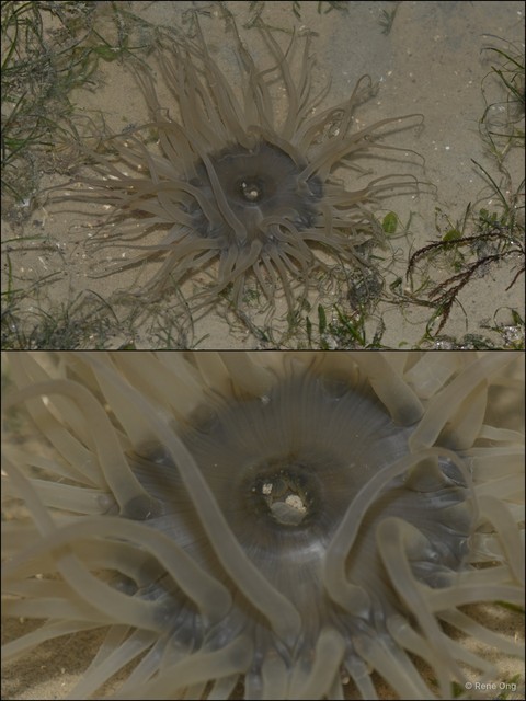 Paracondylactis sinensis