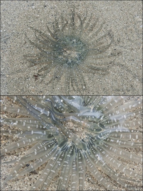 Paracondylactis singaporensis