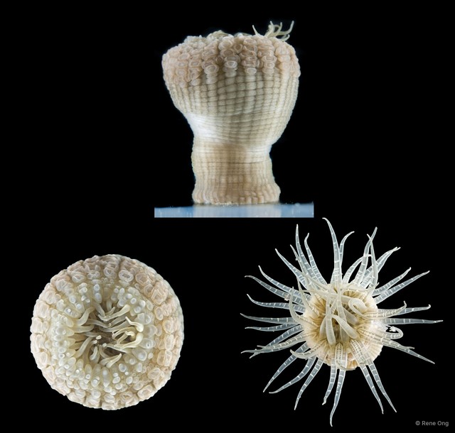 Paracondylactis singaporensis