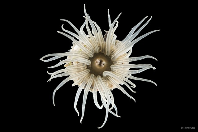 Paracondylactis singaporensis
