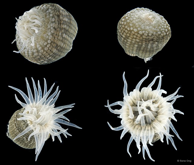 Paracondylactis singaporensis