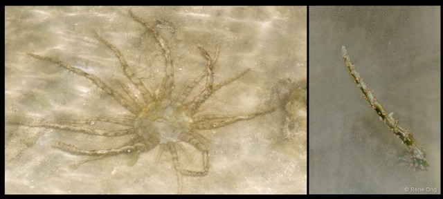 Actinostephanus sp. "cf. haeckeli" • © Rene Ong • All Rights Reserved