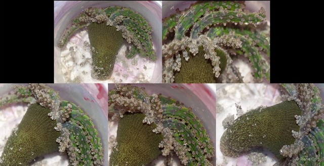 Actinostephanus sp. "cf. haeckeli"