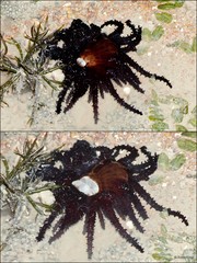Actinostephanus sp. "cf. haeckeli" • © Rene Ong • All Rights Reserved