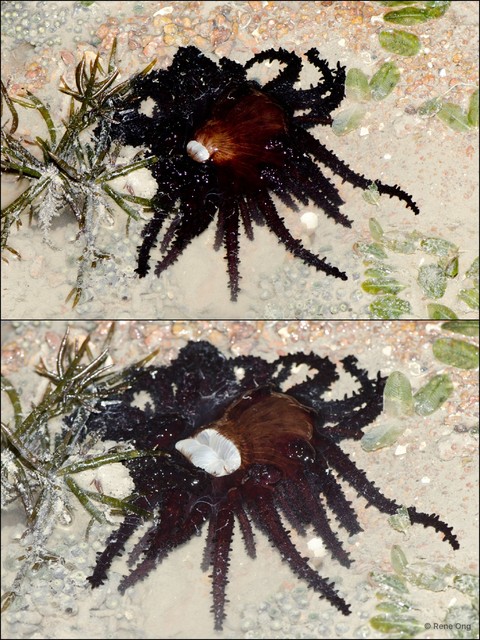Actinostephanus sp. "cf. haeckeli"