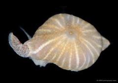 Paraiptasia radiata • © CMBS photography team • All Rights Reserved