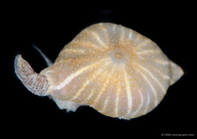 Paraiptasia radiata