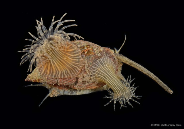 Paraiptasia radiata • © CMBS photography team • All Rights Reserved