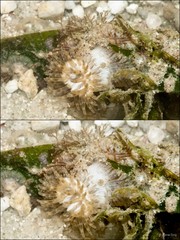 Aliciidae sp. "8a0f8a46"