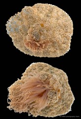 Alicia sp. "4"