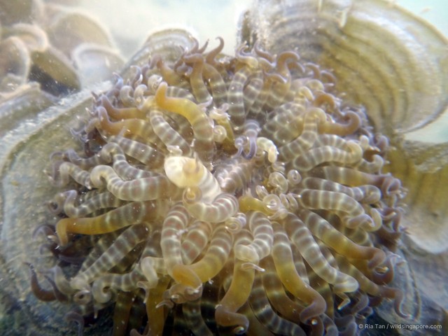 Boloceroides mcmurrichi