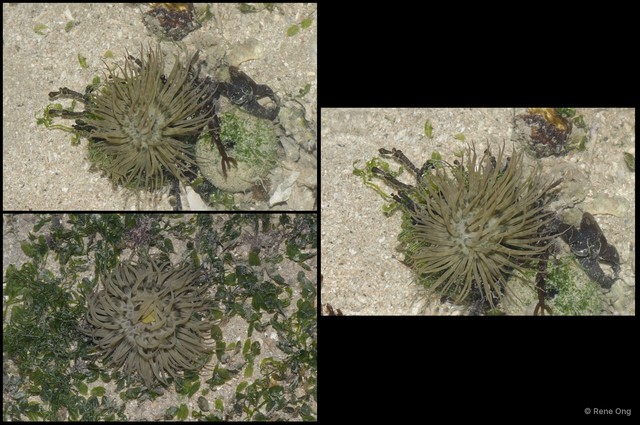 Boloceroides mcmurrichi