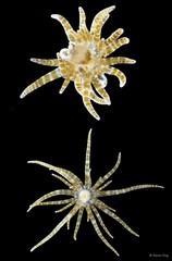 Boloceroides mcmurrichi • © Rene Ong • All Rights Reserved