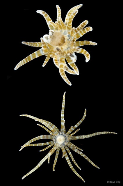 Boloceroides mcmurrichi • © Rene Ong • All Rights Reserved