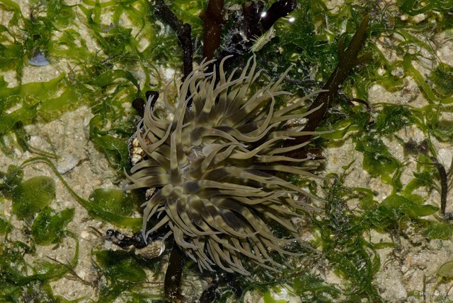 Boloceroides mcmurrichi