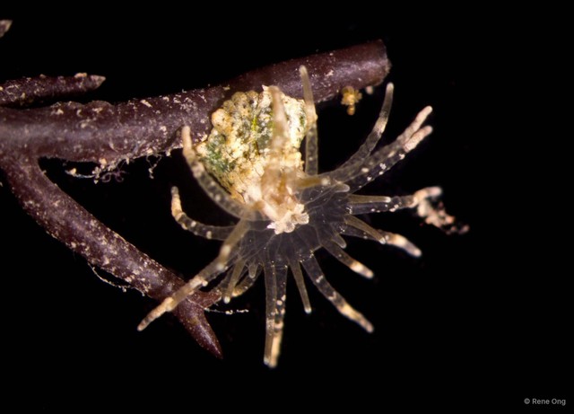 Bunodeopsis sp. "1" • © Rene Ong • All Rights Reserved