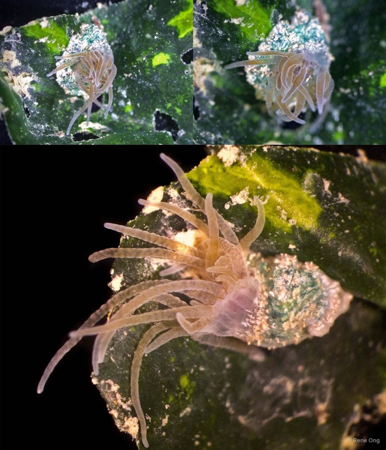 Bunodeopsis sp. "2" • © Rene Ong • All Rights Reserved