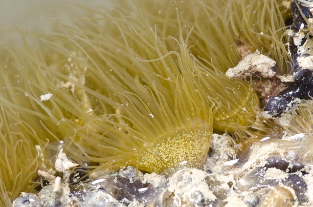 Bunodeopsis sp. "8a0f8a34" • © Rene Ong • All Rights Reserved