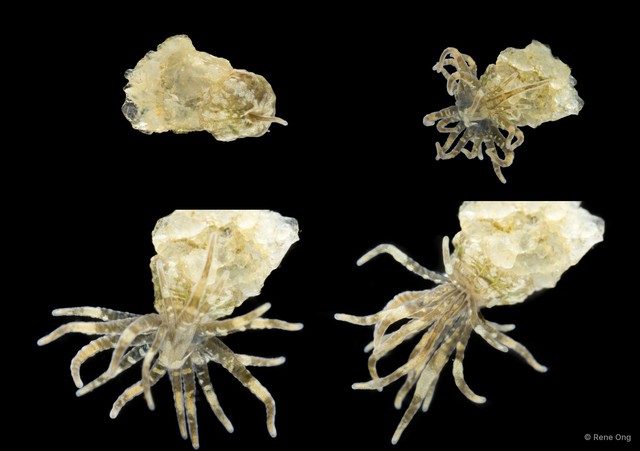 Bunodeopsis sp. "SS-0614" • © Rene Ong • All Rights Reserved