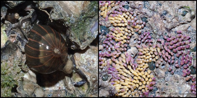 Diadumene lineata