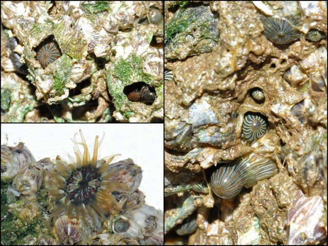 Diadumene lineata