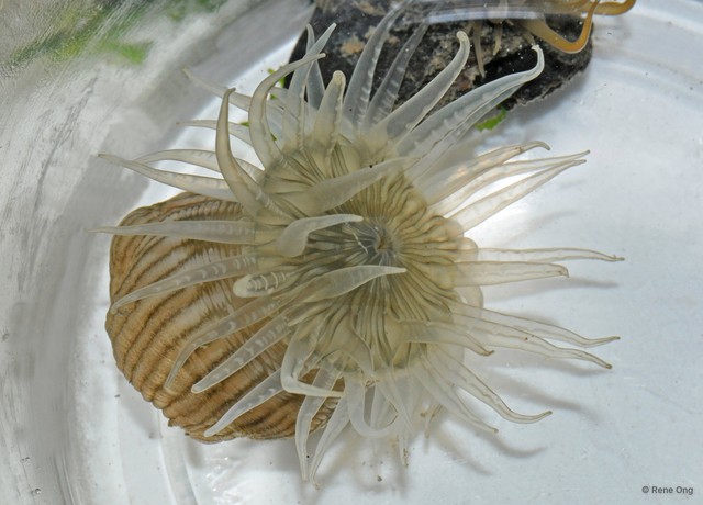 Diadumene lineata