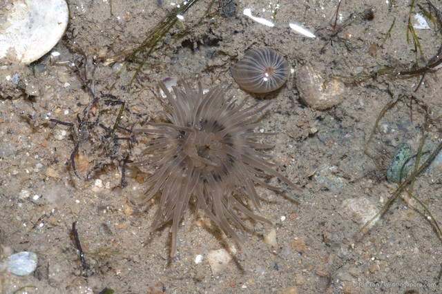 Stephensonactis ornata