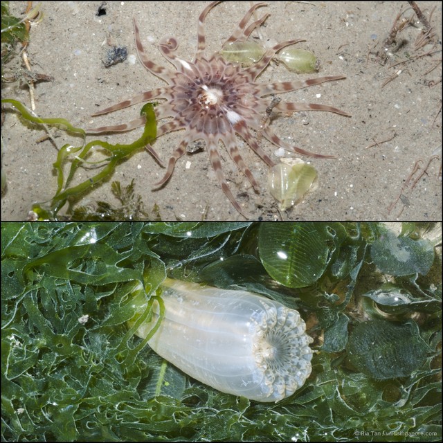 Metapeachia tropica