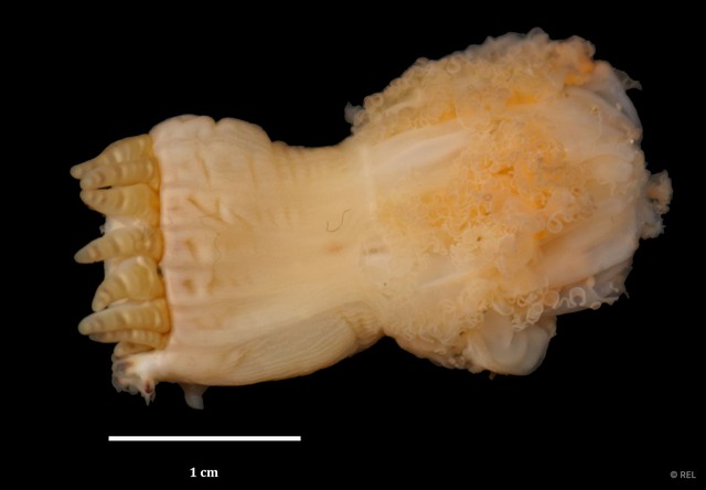 Metapeachia tropica